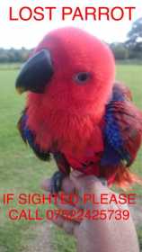 Lost Eclectus