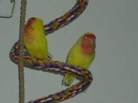 Lost Lovebird