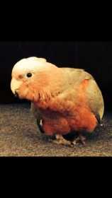 Lost Galah Cockatoo