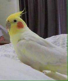 Lost Cockatiel