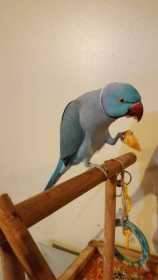 Lost Indian Ringneck Parakeet