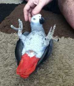 Lost African Grey