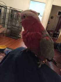 Lost Galah Cockatoo