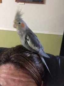 Lost Cockatiel