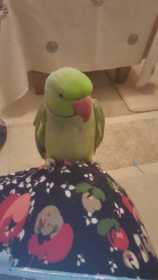 Lost Indian Ringneck Parakeet