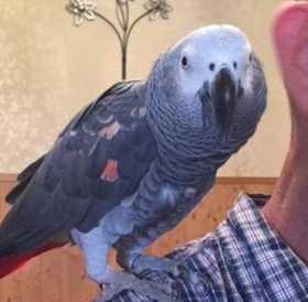 Lost African Grey