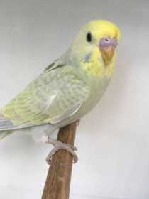 Lost Budgerigar