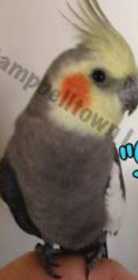 Lost Cockatiel