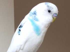 Lost Budgerigar