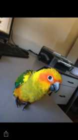 Lost Conure
