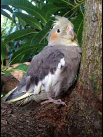 Lost Cockatiel