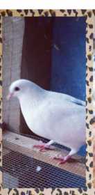 Lost Pigeon