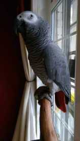 Lost African Grey