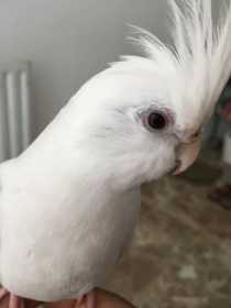 Lost Cockatiel