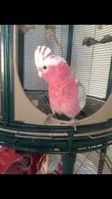 Lost Galah Cockatoo