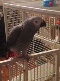 Lost African Grey