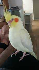 Lost Cockatiel