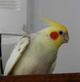 Lost Cockatiel