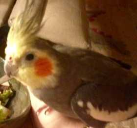 Lost Cockatiel