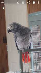 Lost African Grey