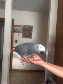Lost African Grey