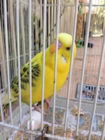 Lost Budgerigar