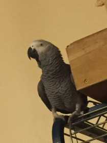 Lost African Grey