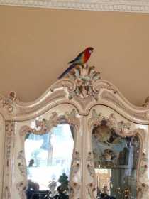 Lost Rosella