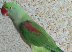 Lost Alexandrine