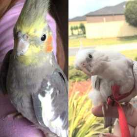 Lost Cockatiel