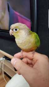 Lost Conure