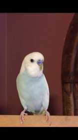 Lost Budgerigar