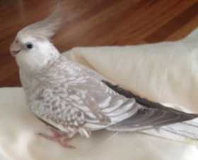 Lost Cockatiel