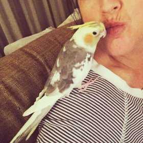 Lost Cockatiel