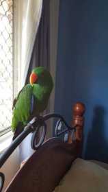 Lost Eclectus