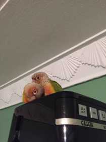 Lost Conure