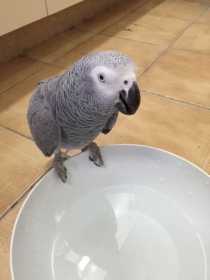 Lost African Grey