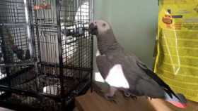 Lost African Grey