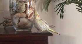 Lost Cockatiel