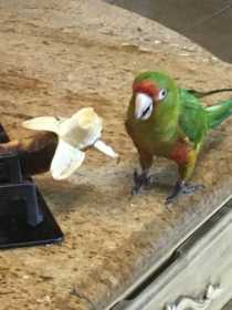 Lost Conure