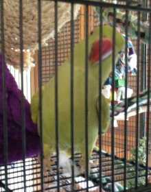 Lost Indian Ringneck Parakeet