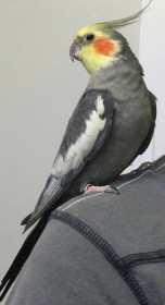 Lost Cockatiel