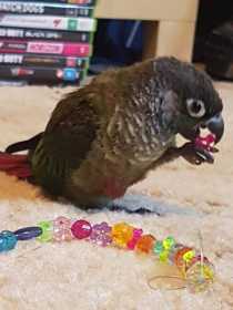 Lost Conure