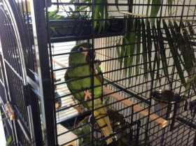 Lost Macaw