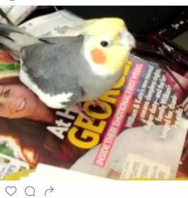 Lost Cockatiel