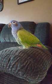 Lost Pionus