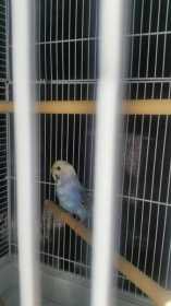 Lost Budgerigar