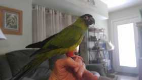 Lost Conure