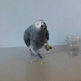 Lost African Grey