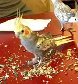 Lost Cockatiel